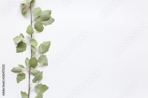 A branch with light green young leaves on textural white paper. Spring background for design and decoration.