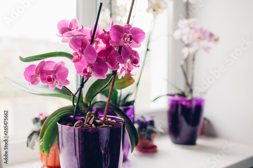 Fotografia Purple orchid on windowsill. Home plants care.