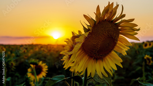 sunflower flower close-up at sunset