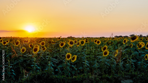field of flowers of sunflowers at sunset