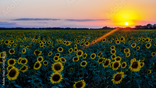 field of flowers of sunflowers at sunset