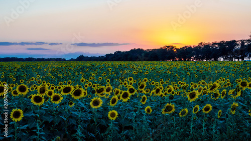 field of flowers of sunflowers at sunset