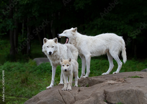 Arctic wolves and pup standing on a rock in spring in Canada