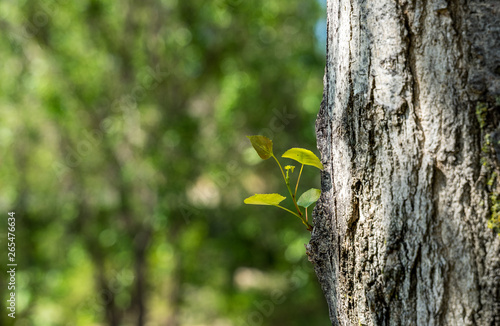 PLANT LIVES FLOWERS FROM A TREE IN VILADECANS, BARCELONA photo