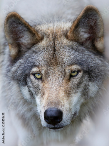 A lone Timber wolf Canis lupus portrait closeup in fall in Canada