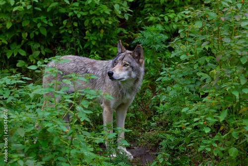 A lone Timber wolf or Grey Wolf Canis lupus walking in the forest in summer in Canada