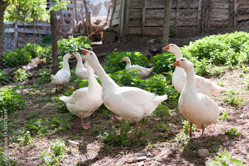 The geese in the flock