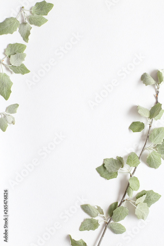 A branch with light green young leaves on textural white paper. Spring background for design and decoration.