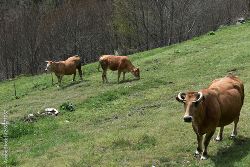 vacas pastando tranquilamente en el campo