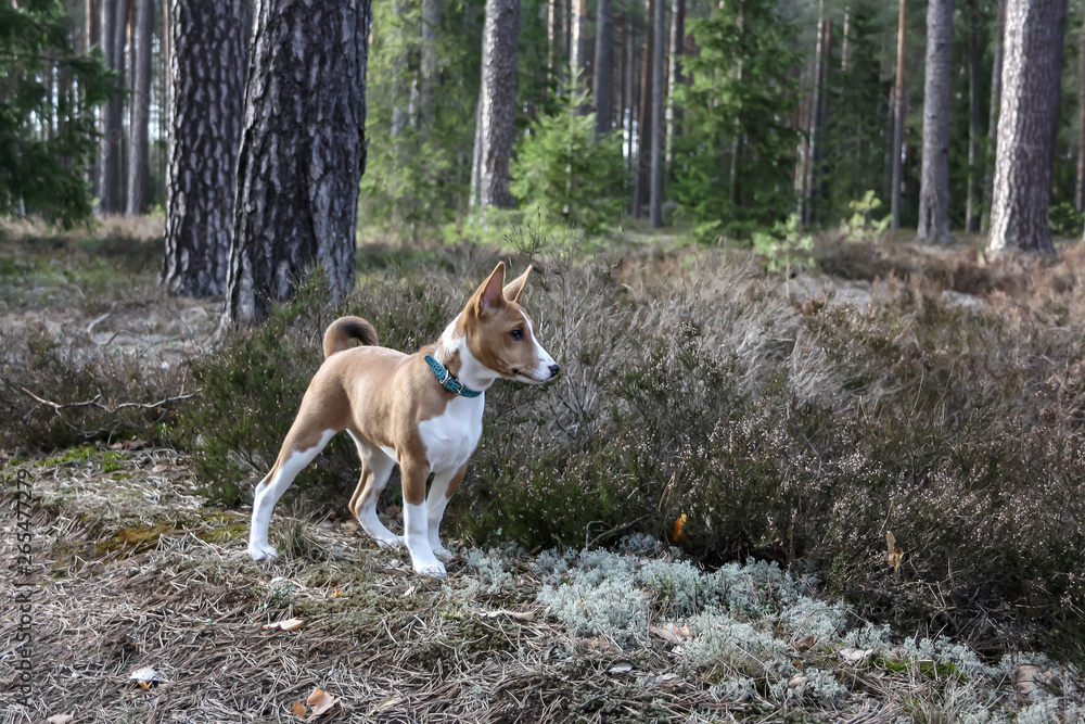 basenji dog in the woods in spring