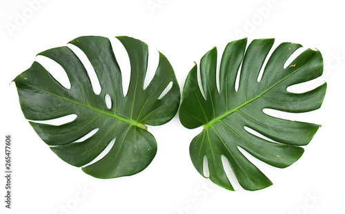 Monstera leaves On White background