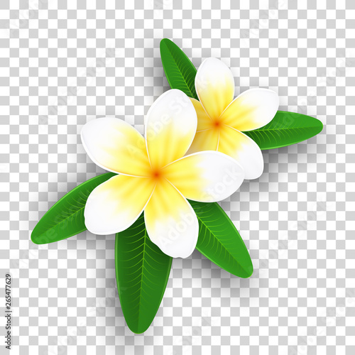 Plumeria flowers isolated on transparent background. Realistic tropical flowers. Set of plants. Summer collection. Realistic graphic elements for your design. Vector illustration.