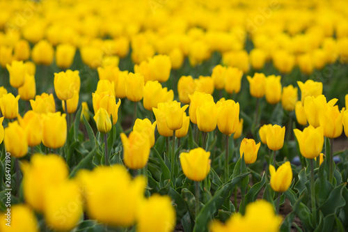 Colorful field of tulips