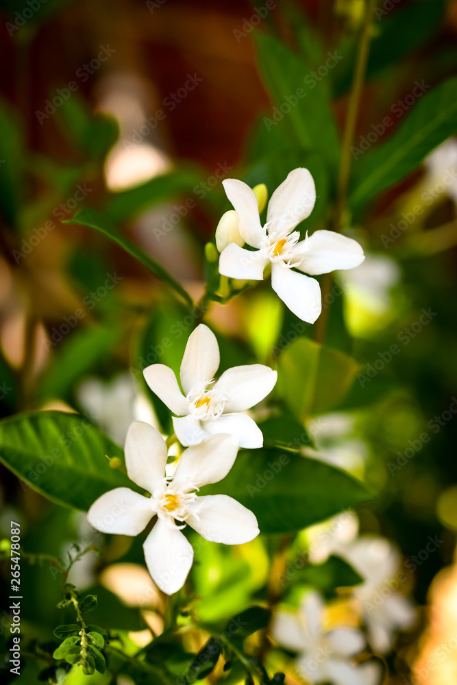 natural jasmine flower buds closeup in sunlight