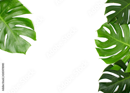 Monstera leaves On White background