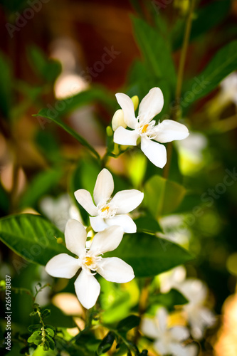natural jasmine flower buds closeup in sunlight