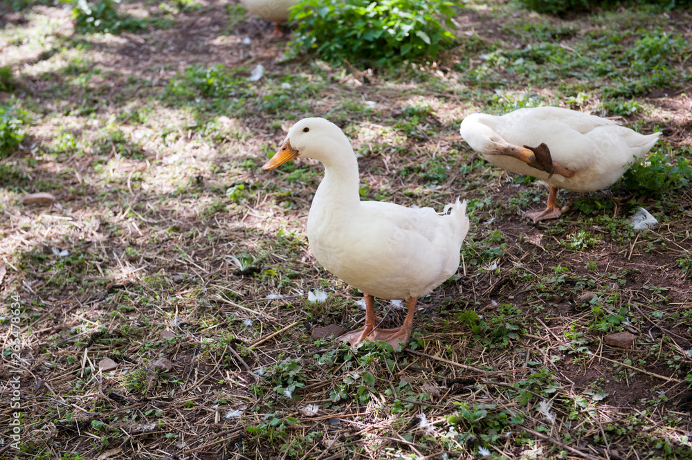 Obraz premium Ducks in the herd