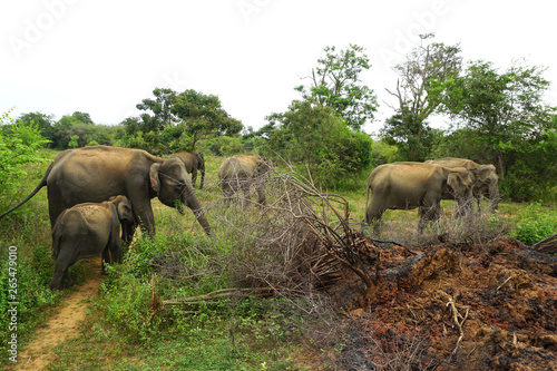 Elephants eating in bushes in Udawalawa national park in Sri Lanka