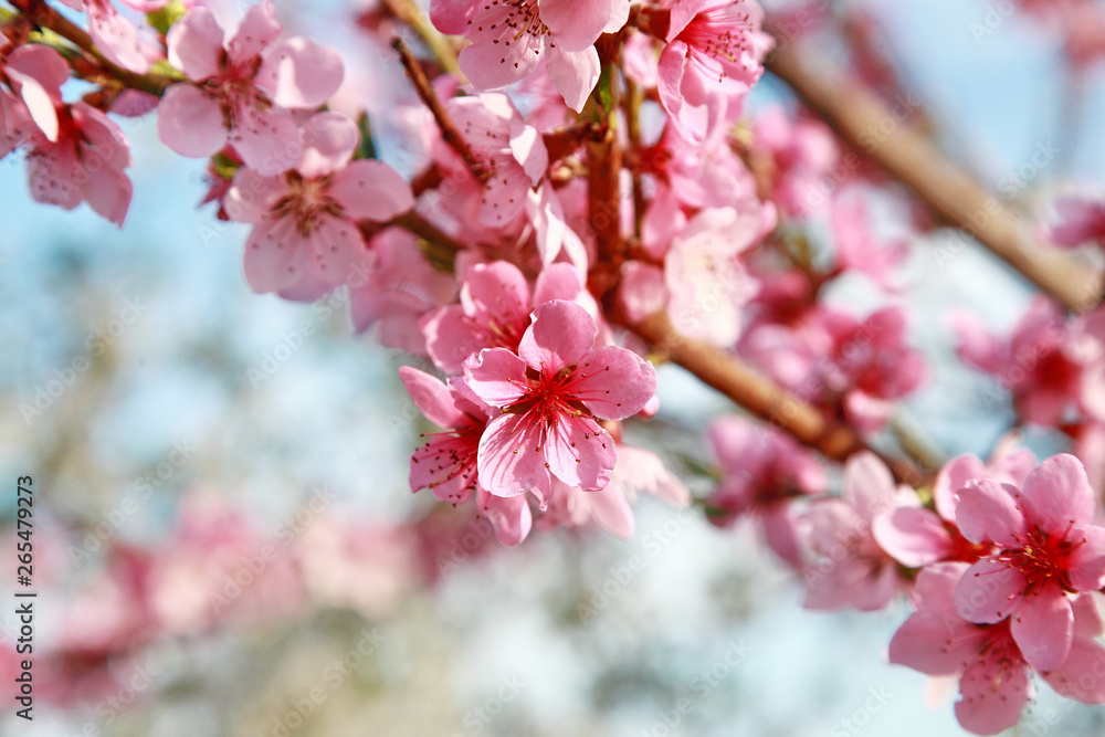 Fototapeta premium luxurious peach blossoms in spring