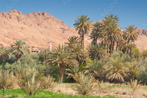 Morocco, Tinghir, Oasis, Date Palm Orchard,