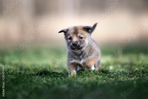 Εκτύπωση καμβά happy mixed breed puppy running outdoors