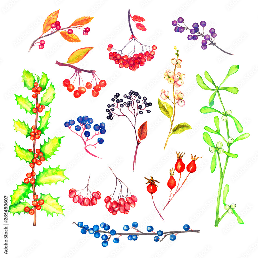 Branches collection with berries and leaves, isolated on white watercolor illustration