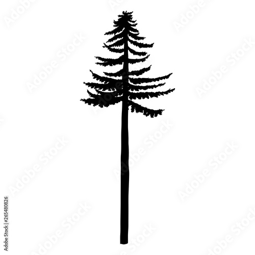 Vector Black Silhouette of Tall Pine Tree