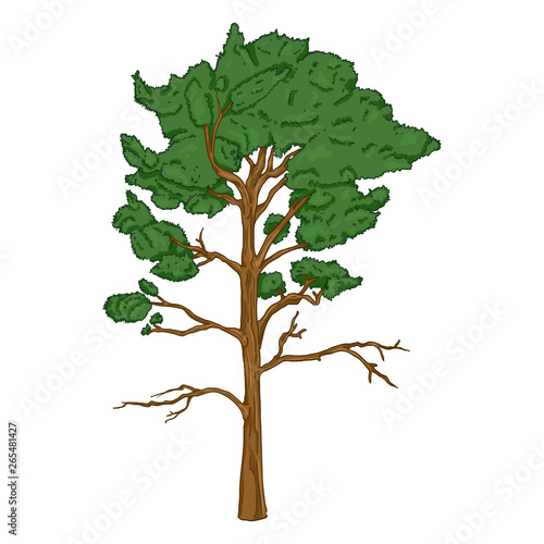 Vector Cartoon Evergreen Pine Tree