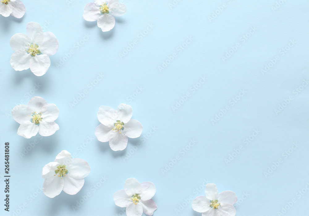 Spring white flowers  on textural blue paper. Spring background for design and decoration.