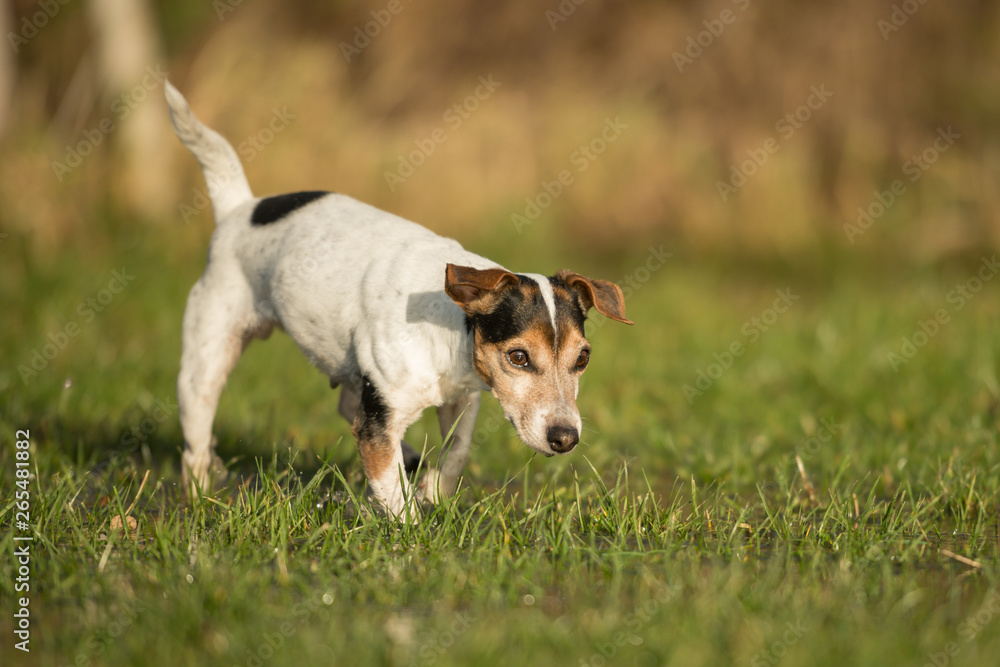 Cute Jack Russell Terrier dog 12 years old is running in a meadow with water puddles in a cold season