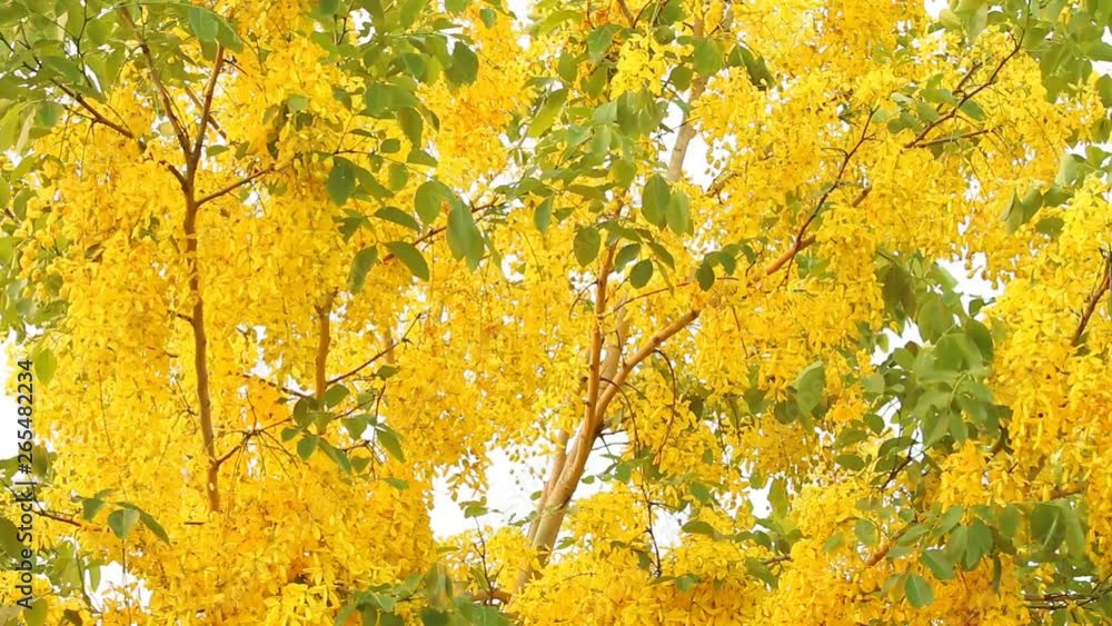 Golden shower flower moving by wind, Chiangmai Thailand Golden shower flower moving by wind, Chiangmai Thailand