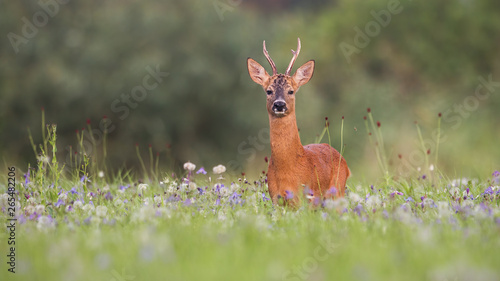 Fototapeta Naklejka Na Ścianę i Meble -  Roe deer buck, capreolus capreolus, with green blurred background for copy. Male deer stag in nature.