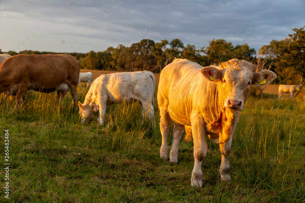 Kühe und Bullen (Charolais) bei Sonnenuntergang auf einer Weide Kühe und Bullen (Charolais) bei Sonnenuntergang auf einer Weide