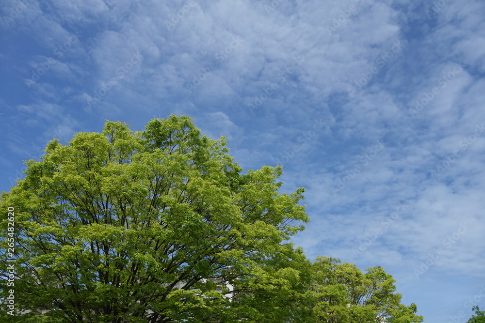 Obraz premium 新緑