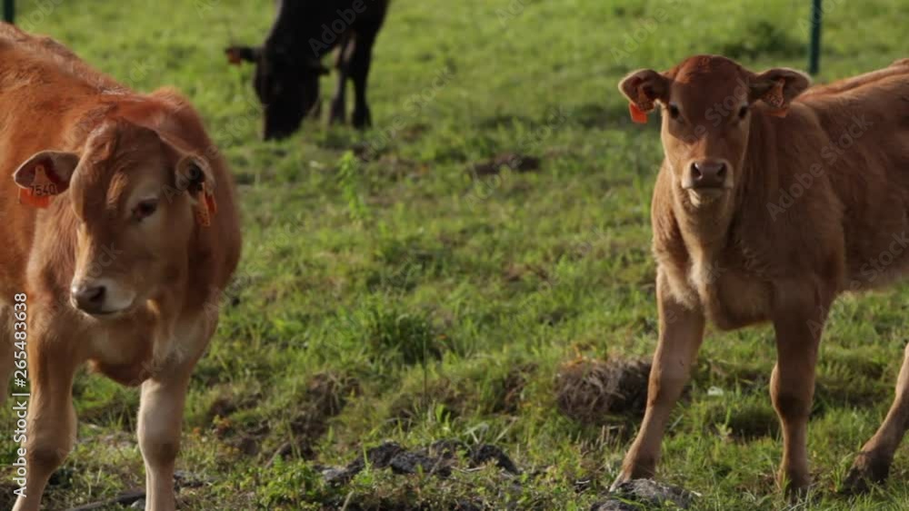 outdoor, cow, field, view, countryside, agricultural, calf, nature, spring, environment, sun, raising, farmland, scenery, animal, plain, eating, milk, industry, mammal, blue, herd, pasture, background outdoor, cow, field, view, countryside, agricultural, calf, nature, spring, environment, sun, raising, farmland, scenery, animal, plain, eating, milk, industry, mammal, blue, herd, pasture, background