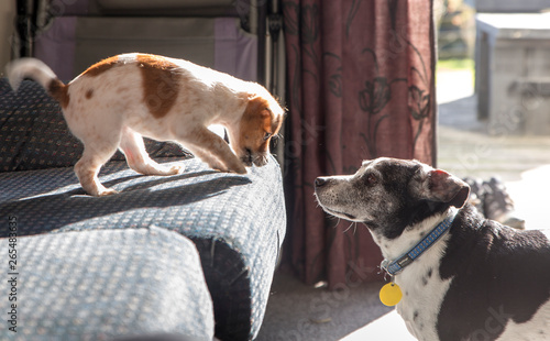 Puppy teasing the older dog from the couch