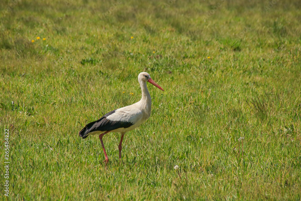 A stork in spring on a wildflower meadow, Spree forest - Germany A stork in spring on a wildflower meadow, Spree forest - Germany