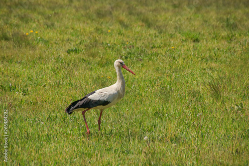 A stork in spring on a wildflower meadow, Spree forest - Germany