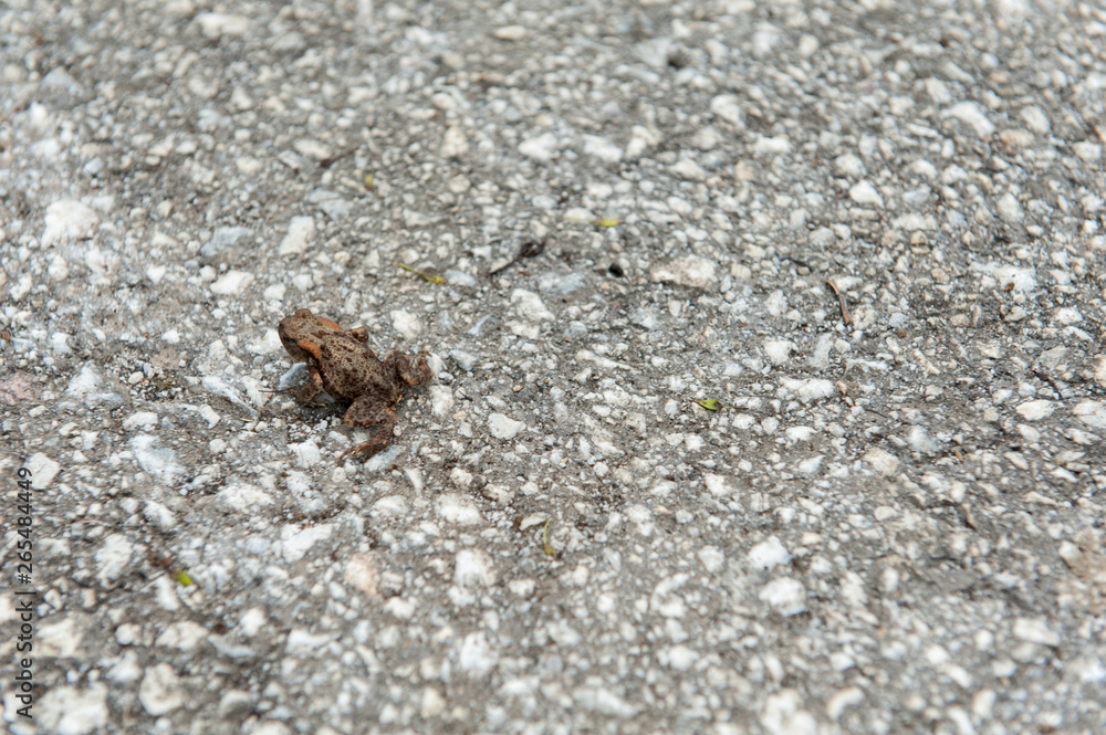 Little brown frog
