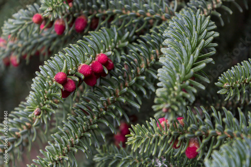 Small red baby cones in a coniferous tree in spring time.