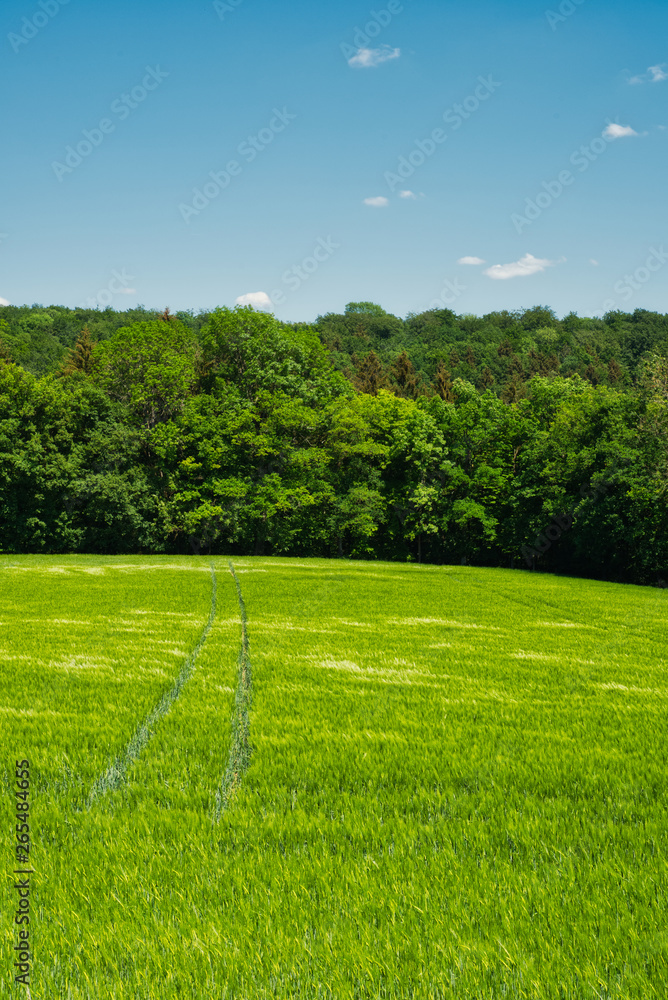 Obraz premium Wald und Felder im Sommer