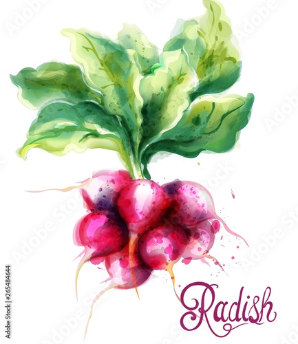 Radish isolated Vector watercolor. Fresh spring veggies illustrations