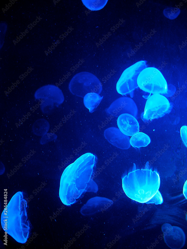 Medusas Medusas
