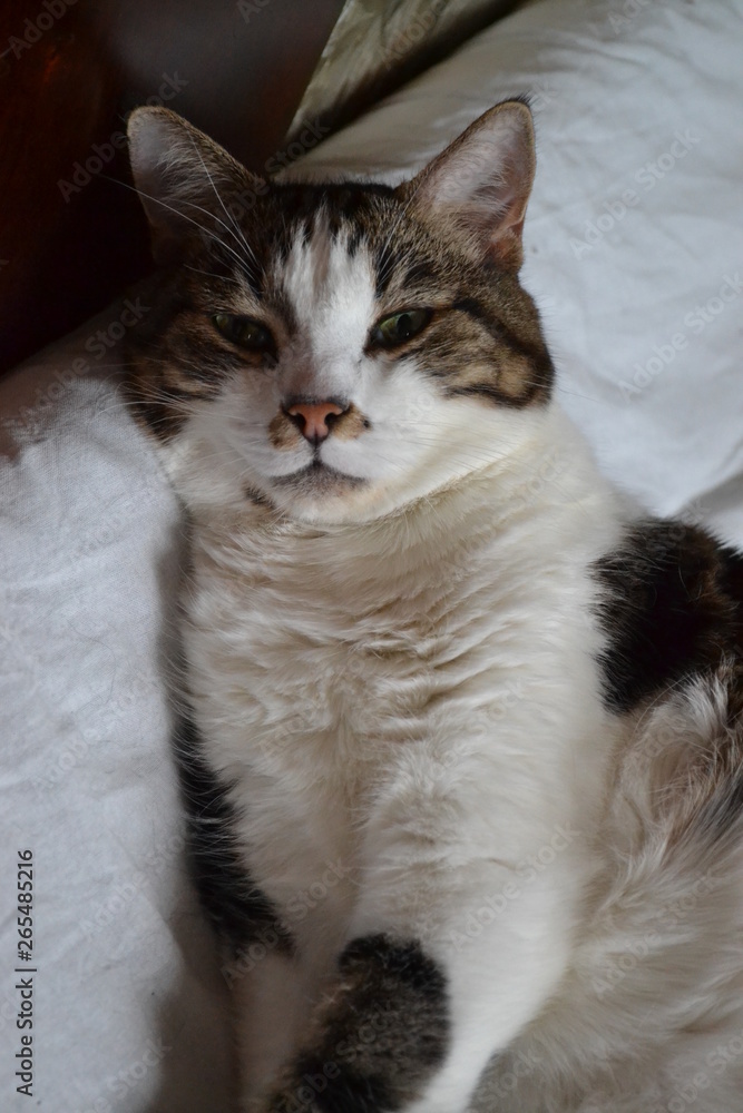 portrait of a tabby and white cat portrait of a tabby and white cat