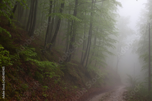 forest road on Mountain on cloudy day in Serbia