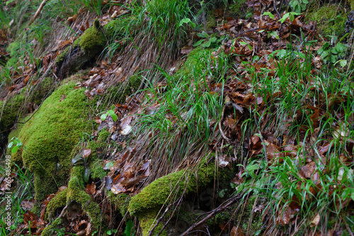 forest moss on mountain on sunny day in Serbia