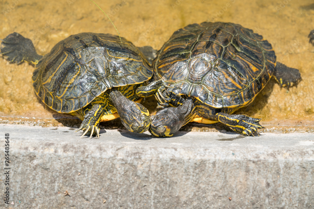 TURTLE TURTLE