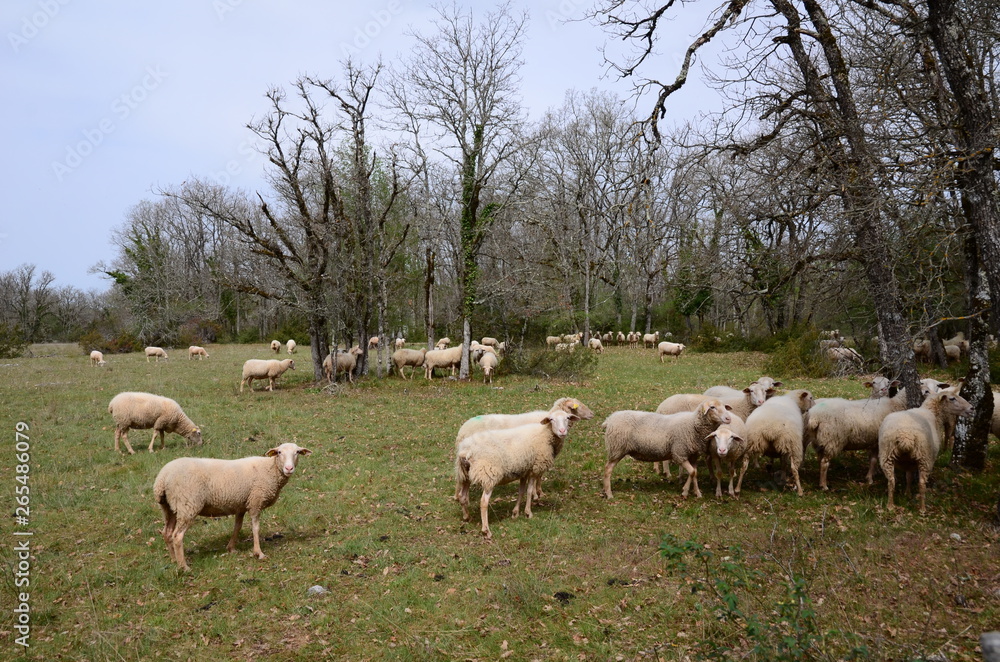 TROUPEAU DE MOUTONS CAUSSES DU QUERCY LOT FRANCE TROUPEAU DE MOUTONS CAUSSES DU QUERCY LOT FRANCE