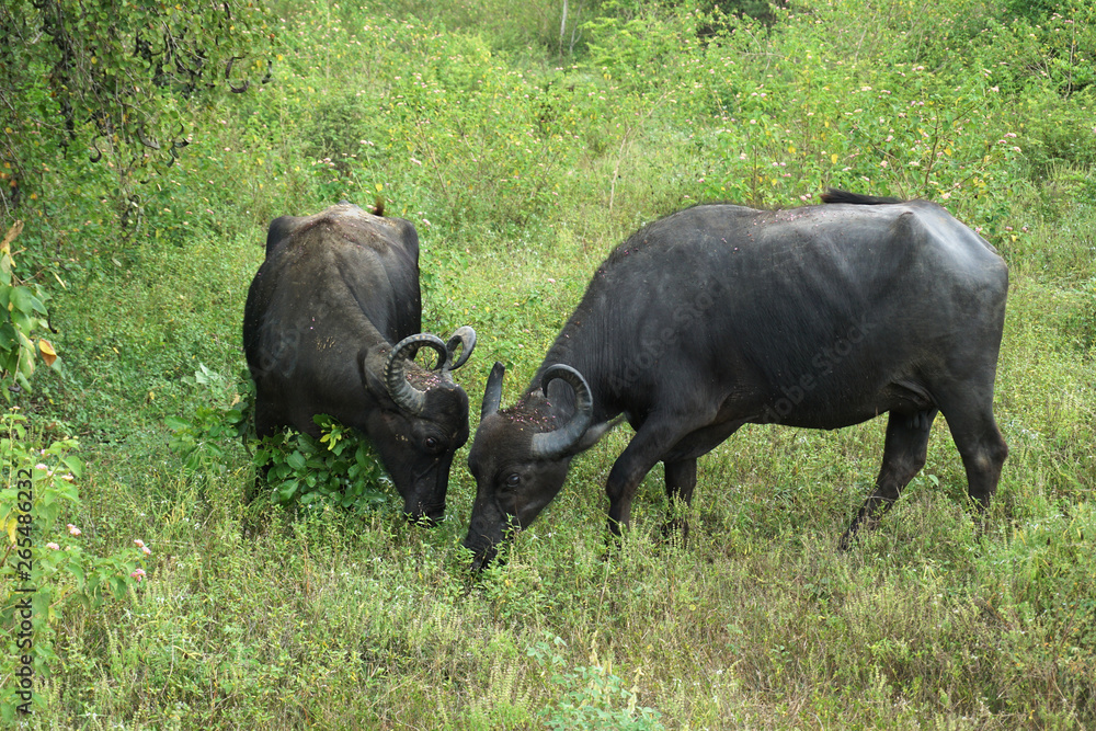 Gnu or wildebeest eating grass in Udawalawa national park Sri Lanka Gnu or wildebeest eating grass in Udawalawa national park Sri Lanka