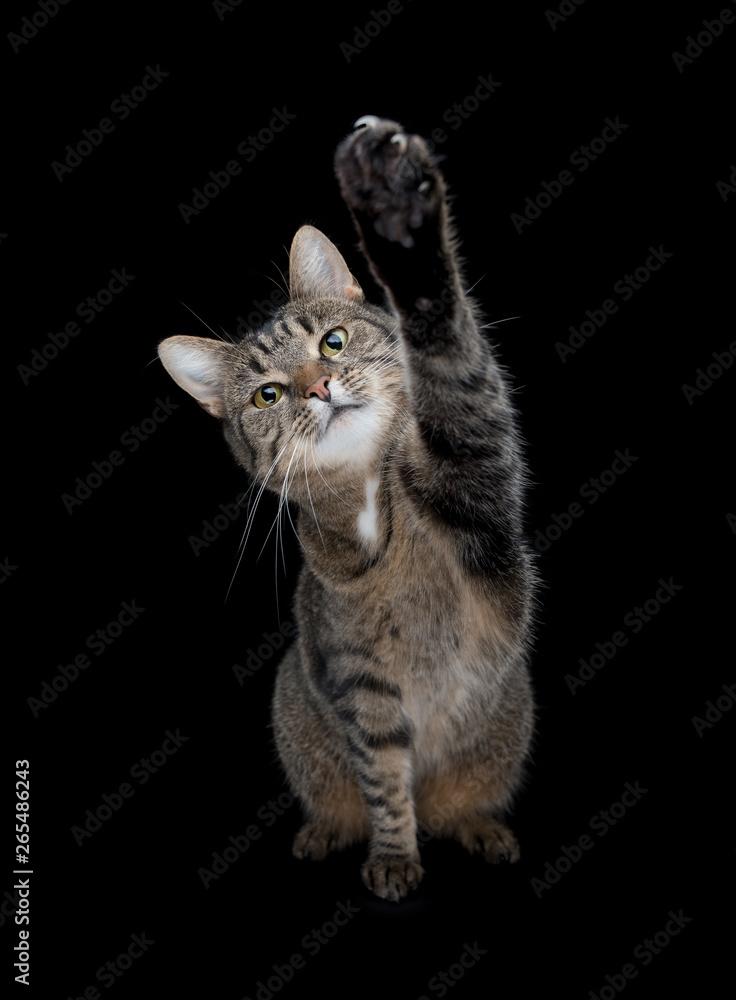 tabby shorthair cat raising paw looking at camera in front of black studio background